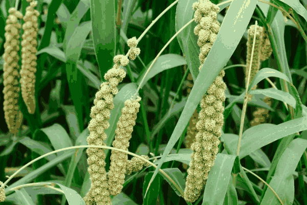 小米打什么药除草(小米用什么除草剂最好)